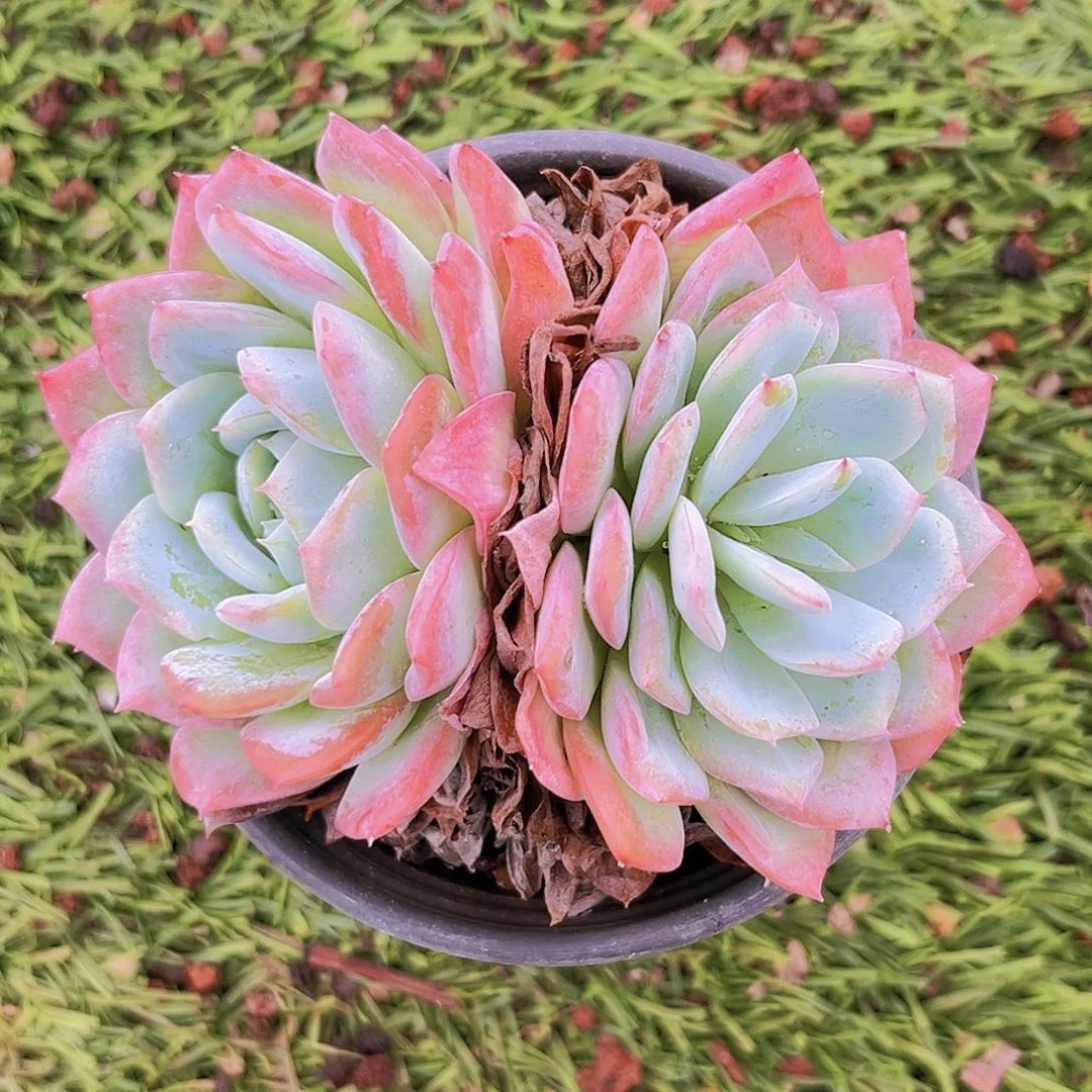 22号88988888888888988