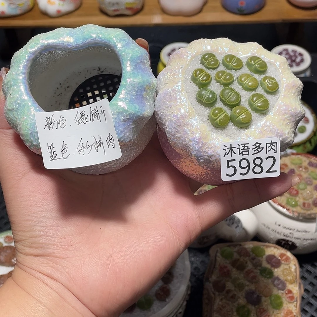 虎***尾带盆土植物 一物一拍5982