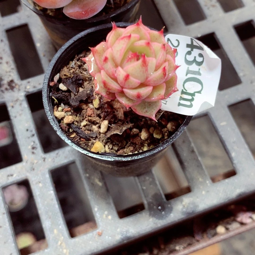 5厘米盆精控多肉431