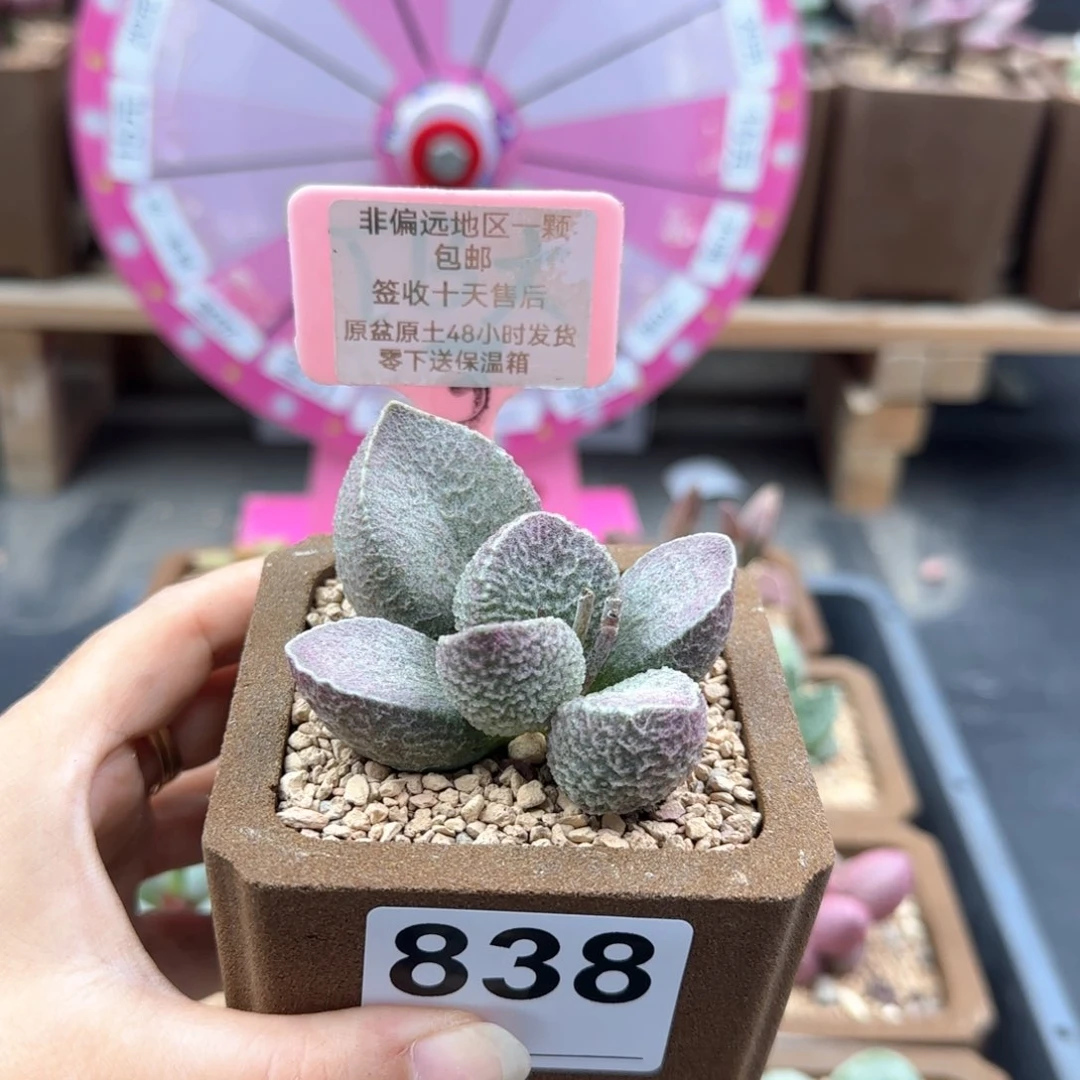 亦*838哈莫猪肝多肉植物