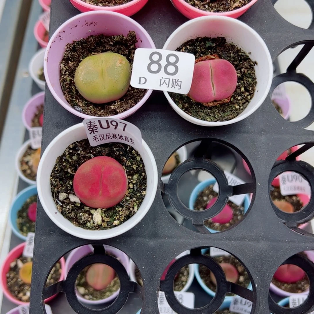 m****涛我很喜欢这个D88