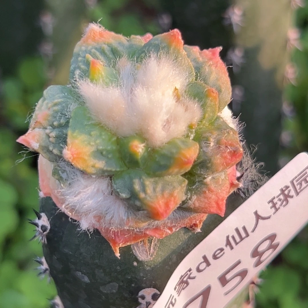 758 仙人球的比赛中获