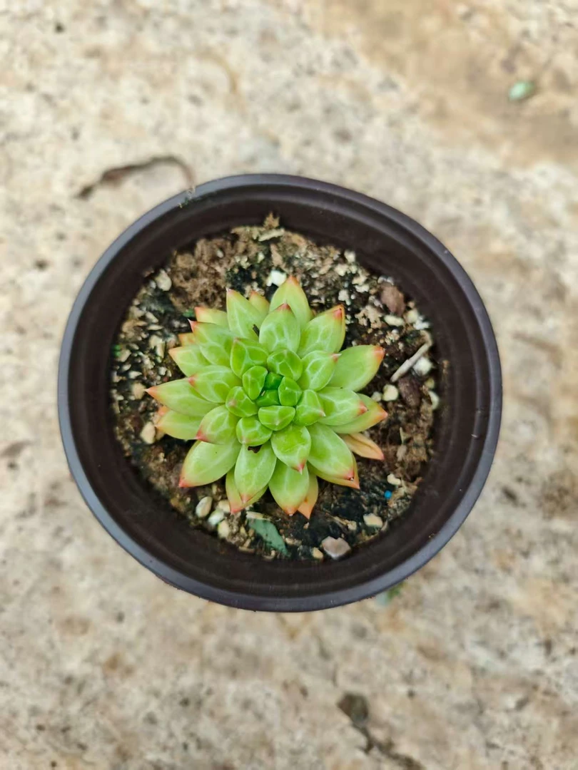 慧兰( 脱土发货)