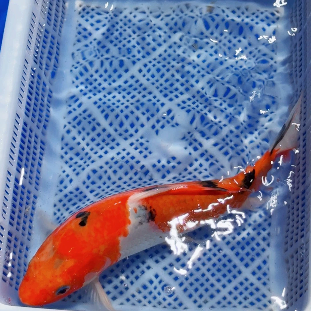 锦鲤精品锦鲤包邮包损