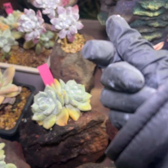 小*谢谢姐姐～拇指～赛～浦西