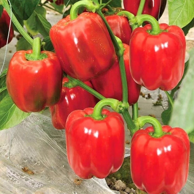 【满5包包邮】蜜罐红甜椒种子水果辣椒种子五彩椒甜椒蔬菜种子