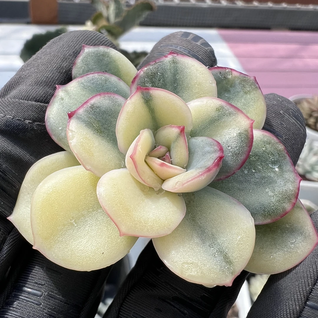 武仙座锦白锦，花脸锦砍头