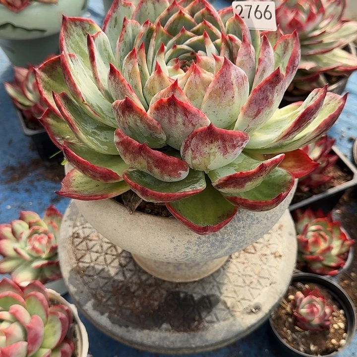 惊鸿仙子 2766.........