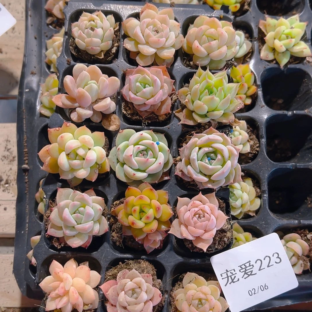 直播福利一物一拍223