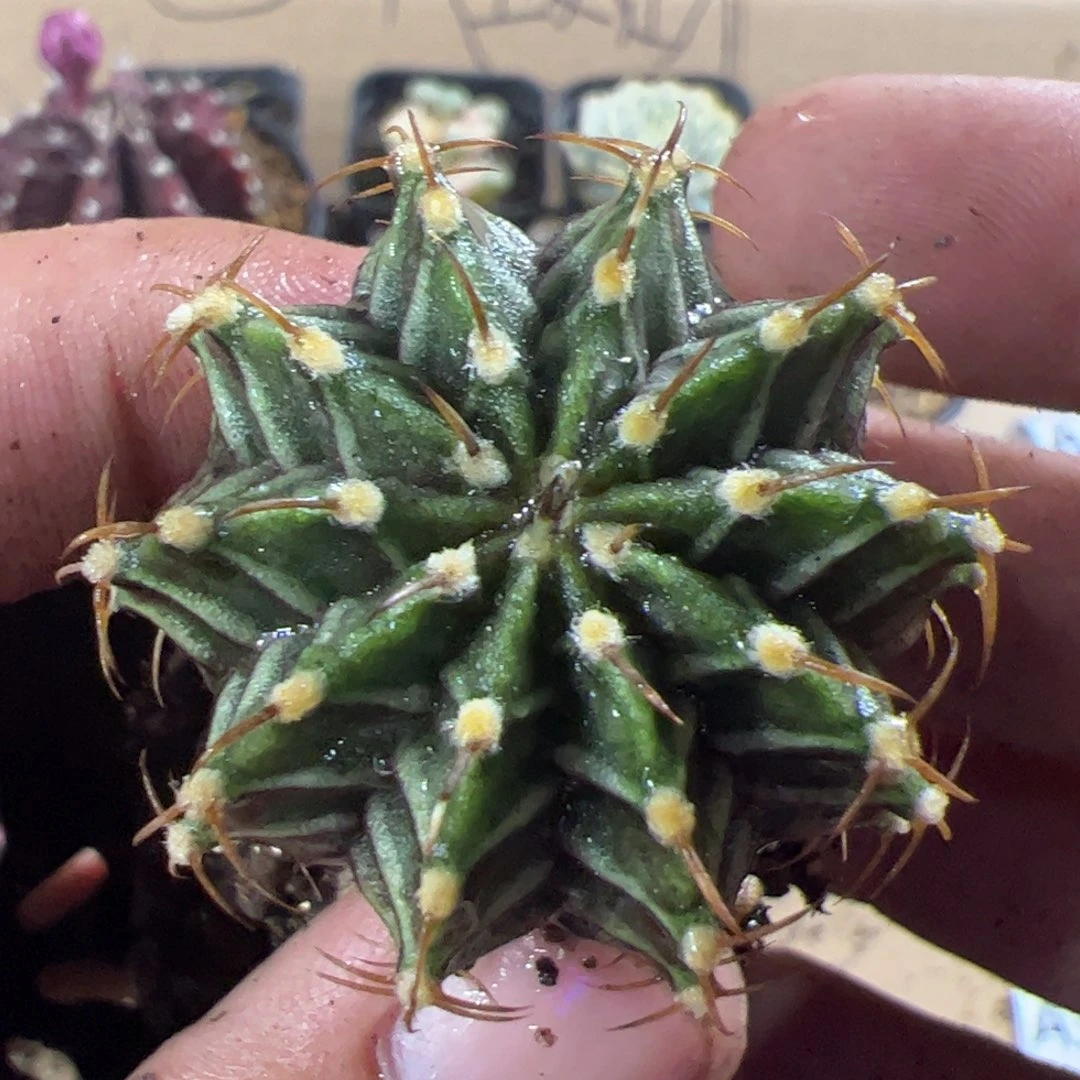 当前无花栽培后可以开花472