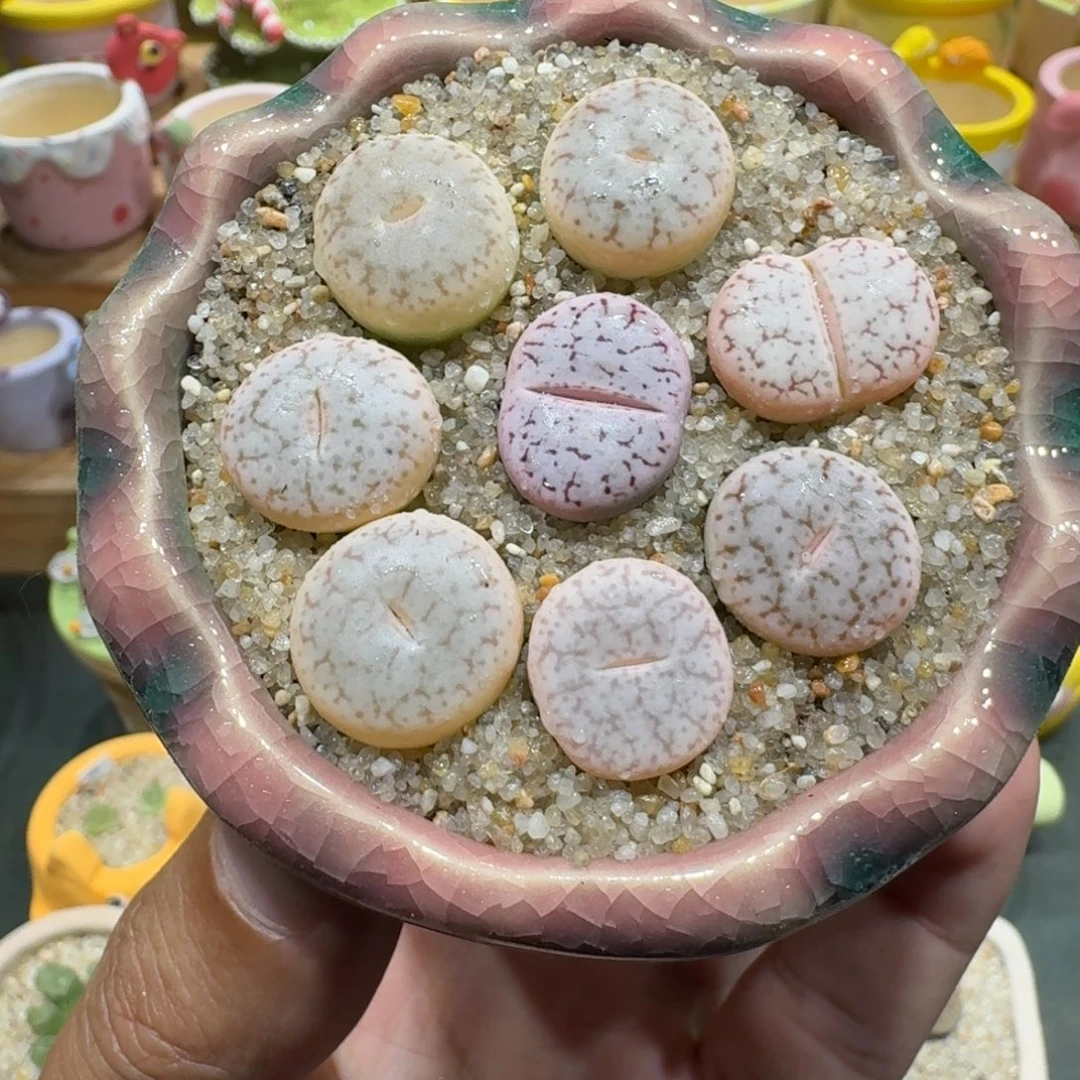 蘑菇1218粉曲彩拼多肉植物