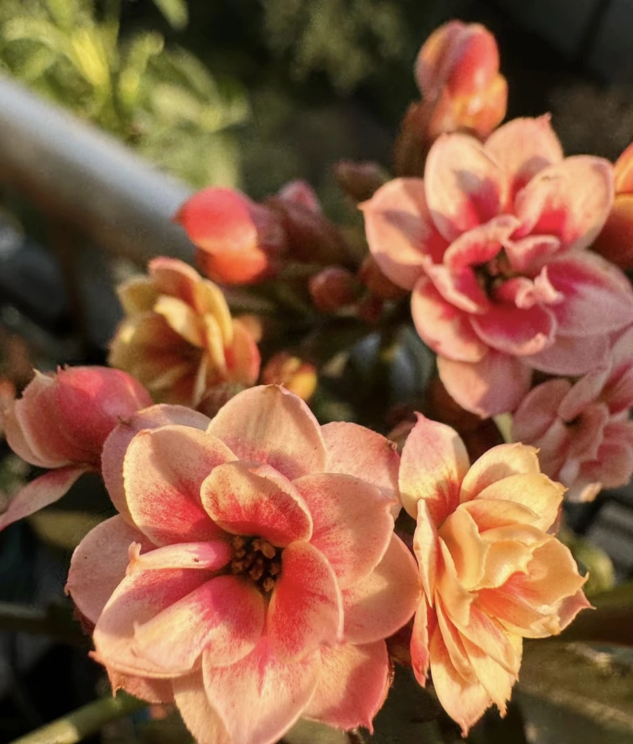 长寿花【比利时玫瑰】110精美盆栽