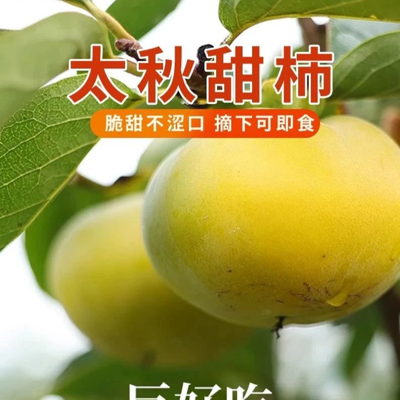 太秋甜柿新鲜正宗四川泸州包邮现摘柿子新鲜水果应季无核包邮