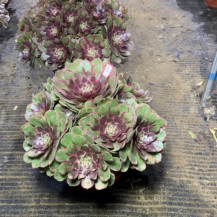 42，粉花妖13567889999999