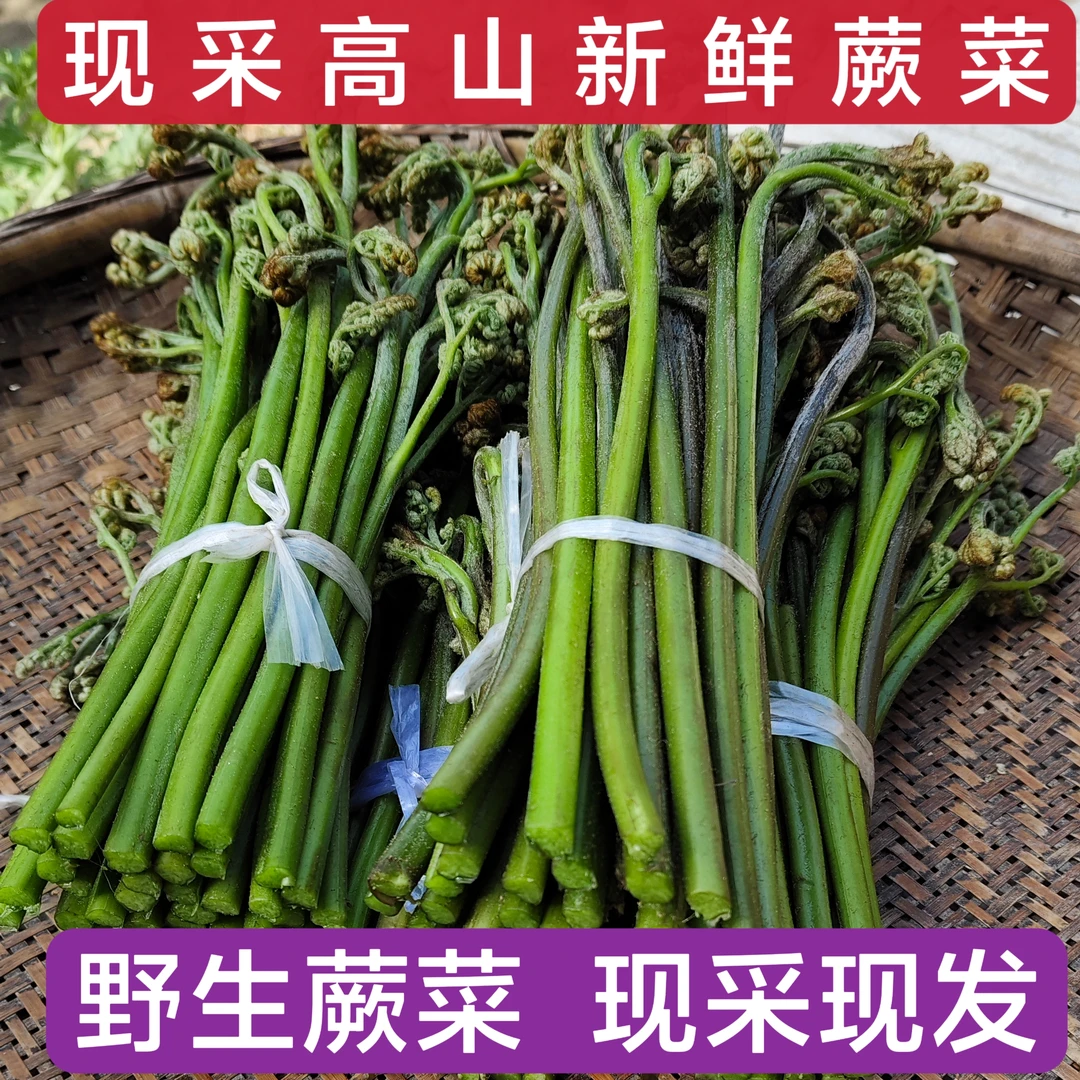 秦巴高山特产新鲜蕨菜嫩撅菜现摘现发蔬菜