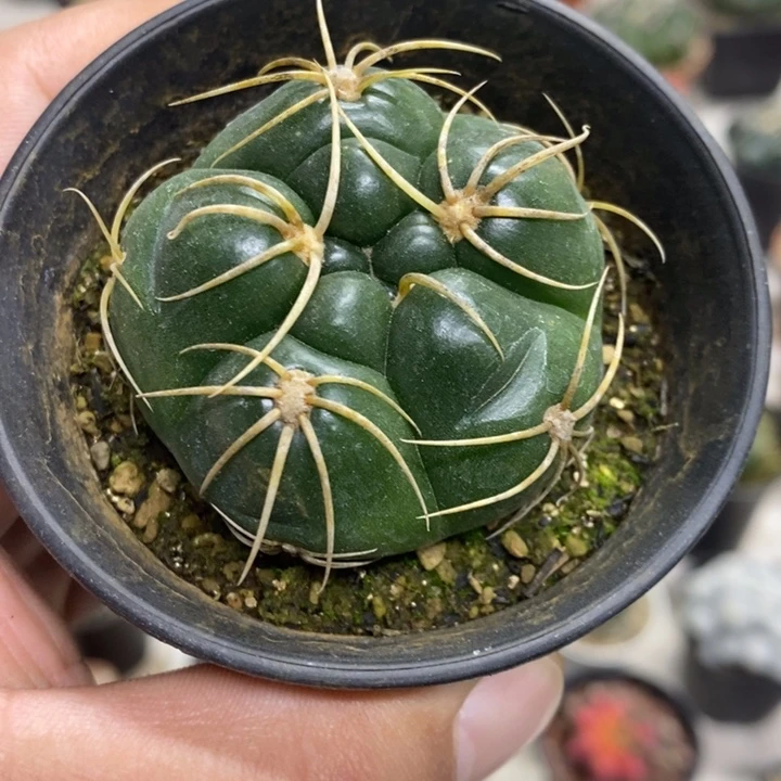 实生五棱高木海王