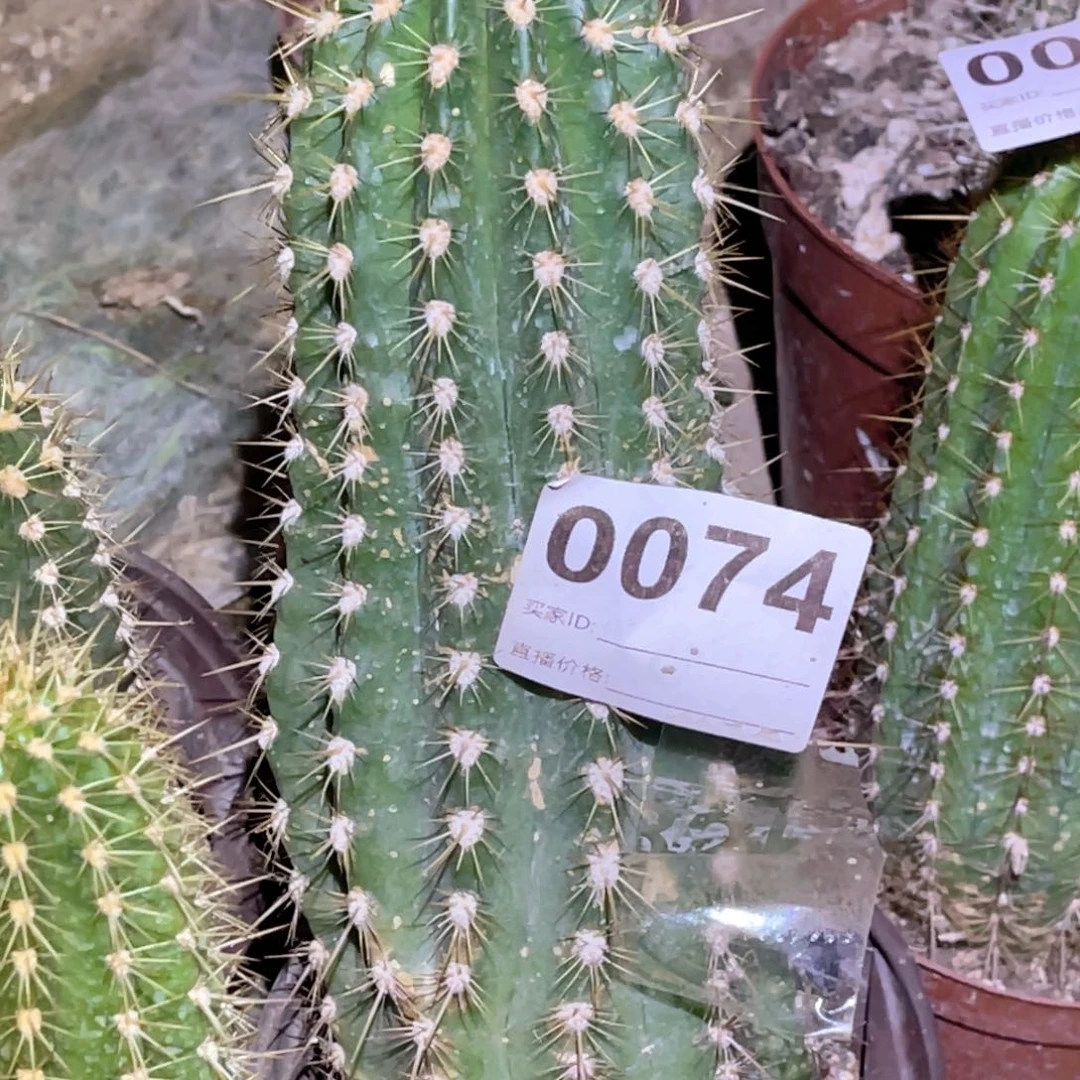 74毛花柱 脱土脱盆摘花满20包邮