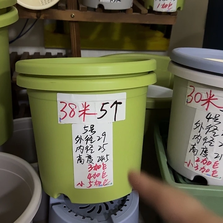 均***者米黄色2号口径17无托6个