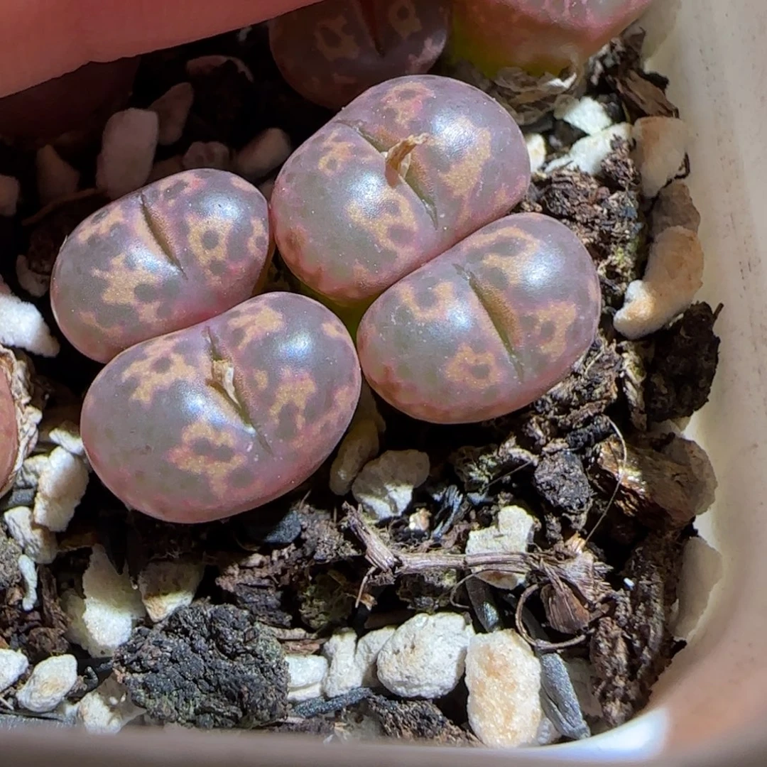 肉锥多肉植物组合-粉色勋章1008