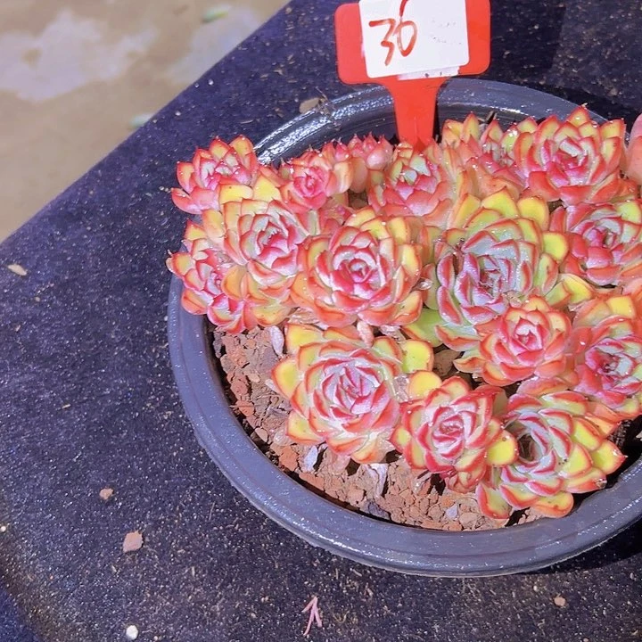 木***李36荷花带盆一个多肉