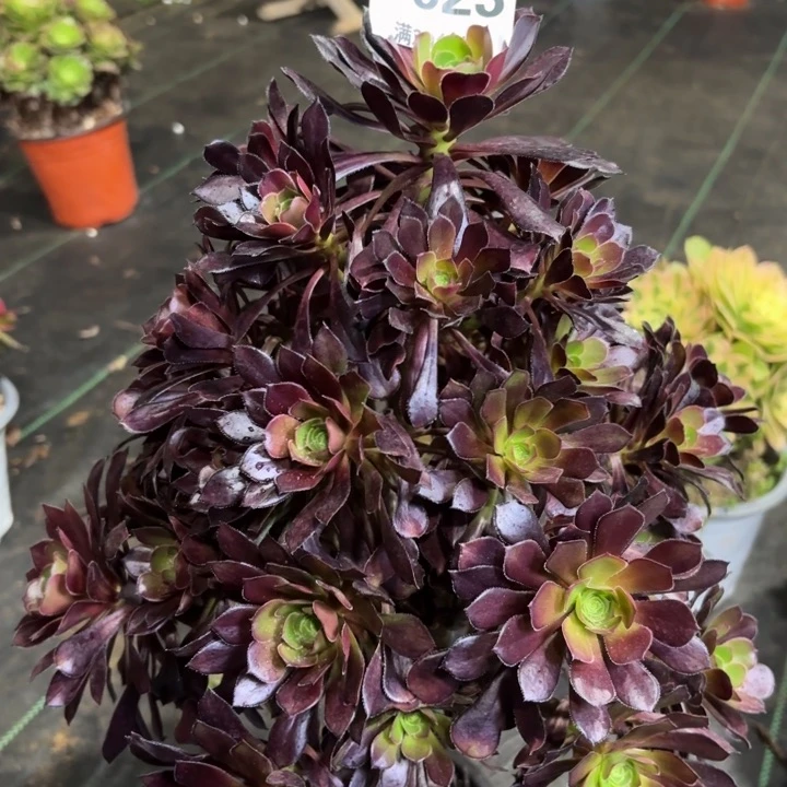 瑞妈一物一拍923