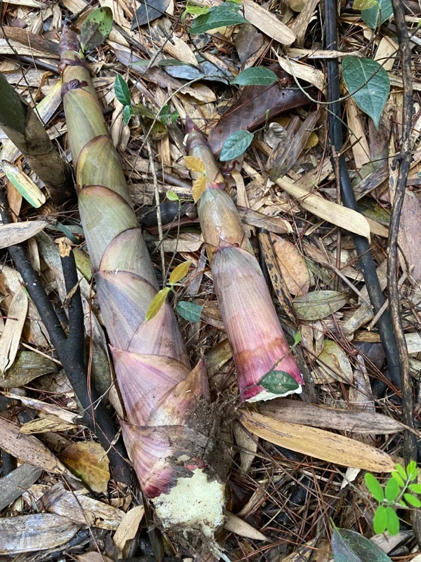湖南新鲜山竹笋，带壳，泡沫箱加冰发