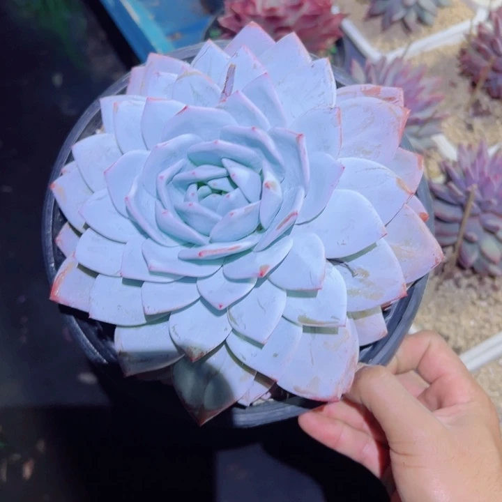 精品多肉植物老桩随机发邀约仙子