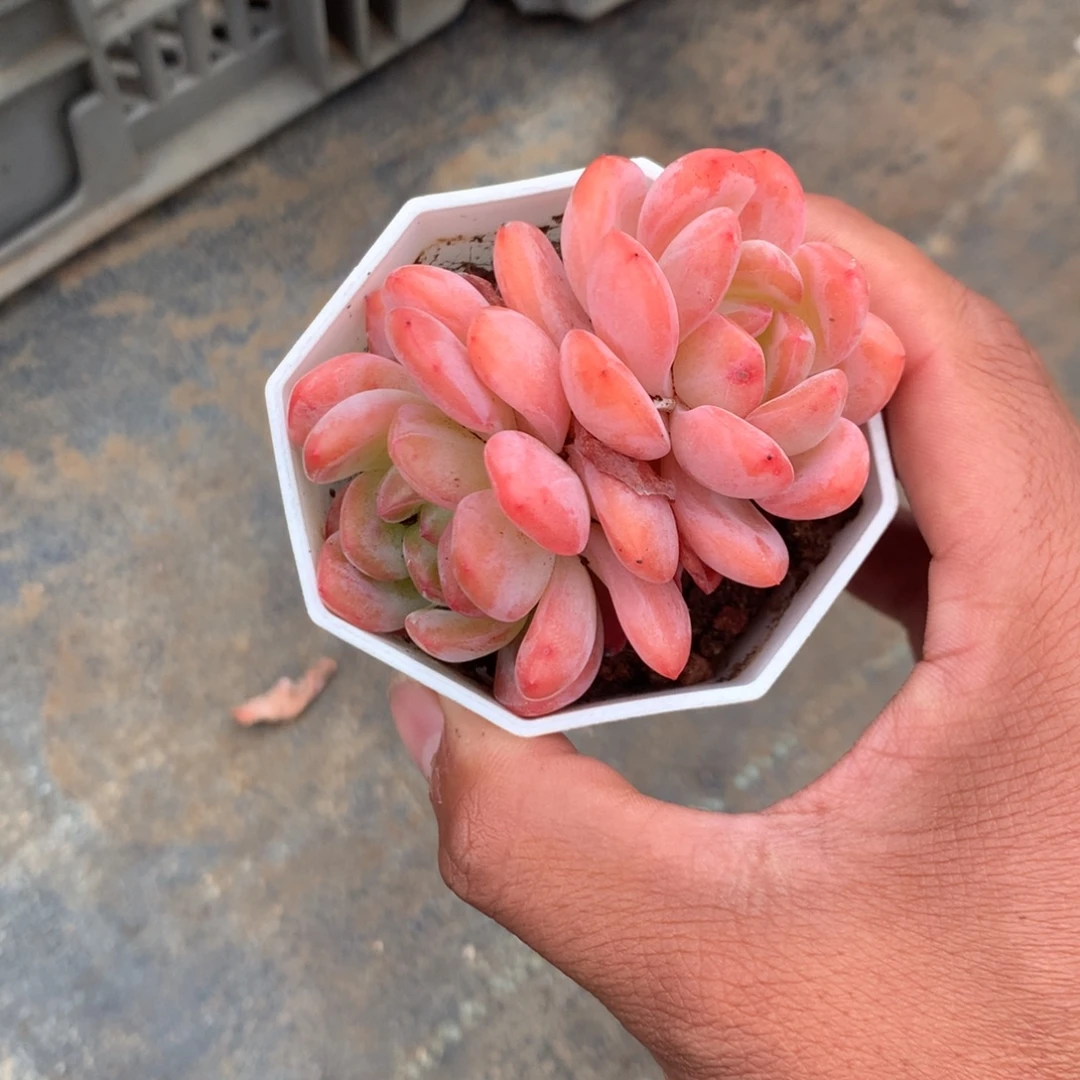 那时候我们是真的没有办法和