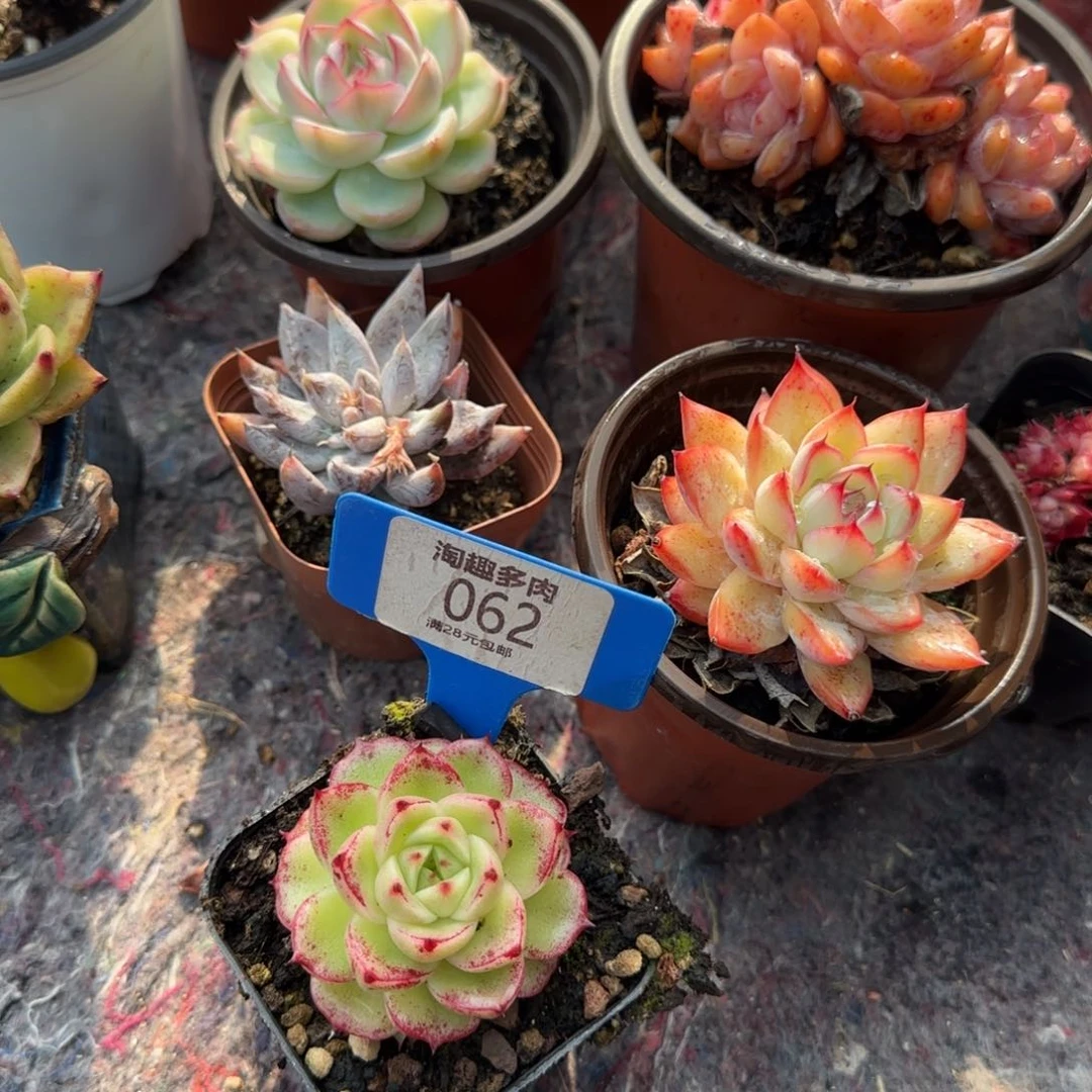 多肉植物哇塞哇塞