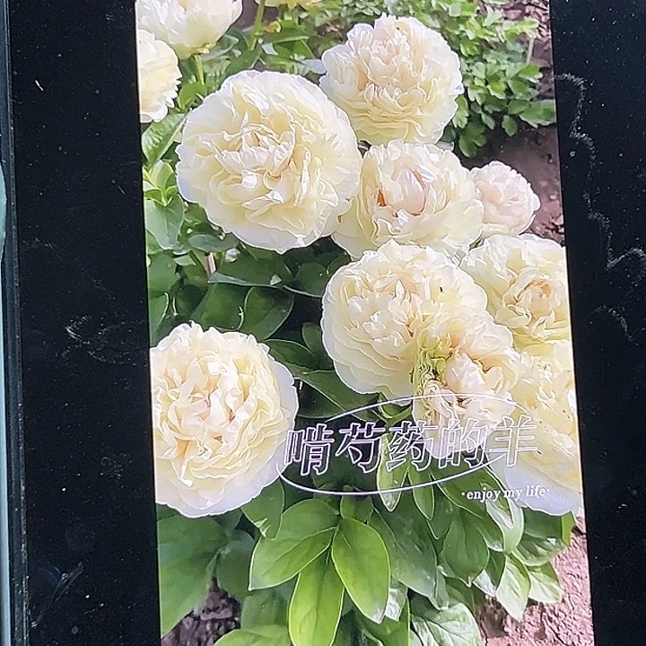 完全开放阳光男孩