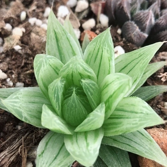 玉露锦多肉多多多