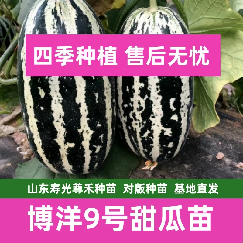 博洋9号甜瓜苗秧苗蔬菜苗四季高产开春福利带土发货穴盘苗寿光发