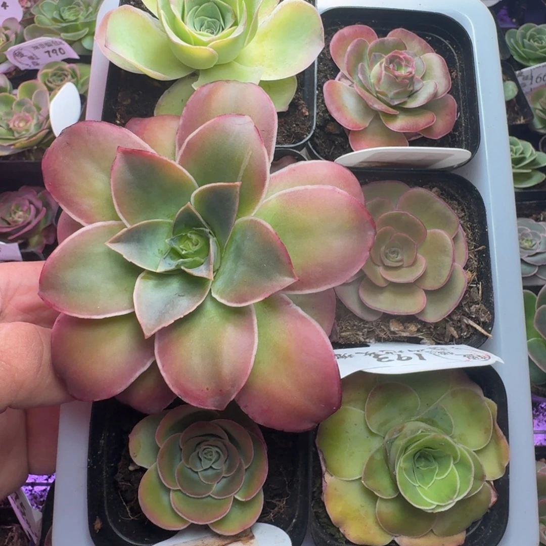 楹楹-福利花篮116冠幅  3-4cm