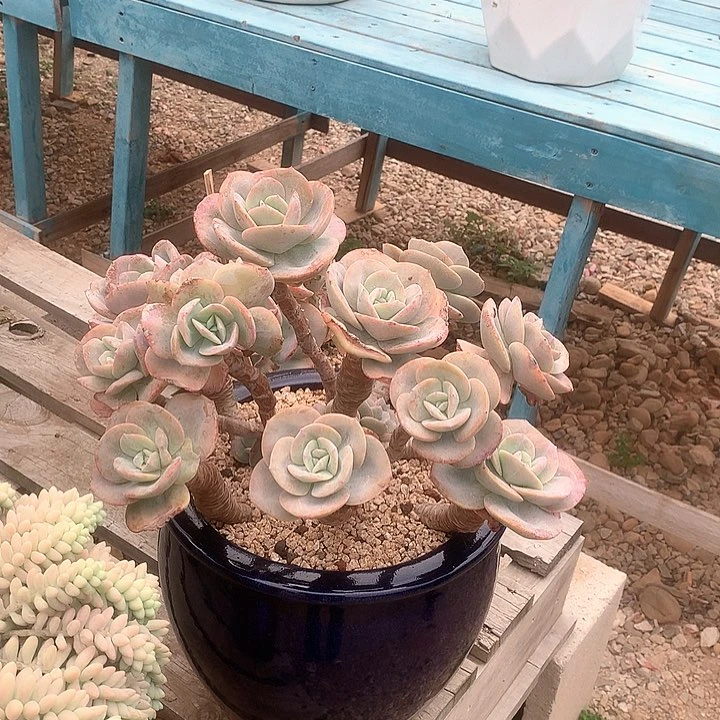 瓜*?凤多肉植物脱土