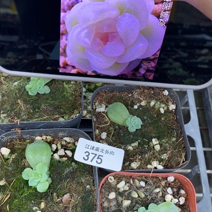 标375粉隐藏一个量拍