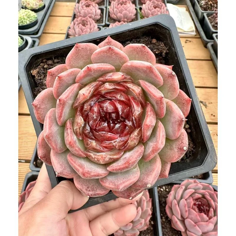 15#初蜜多肉植物  前男友精品多肉SM0701