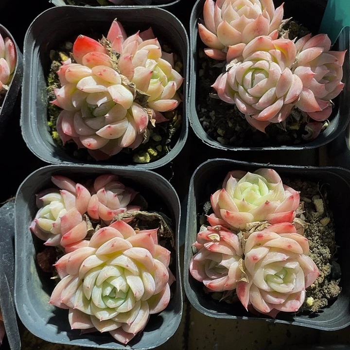 孤星群2.8带盆土