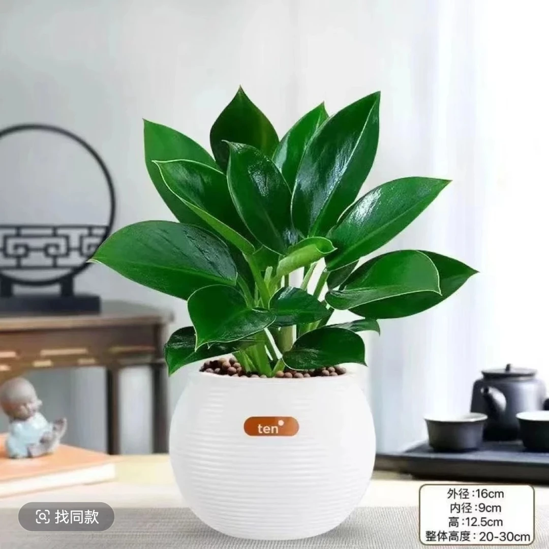 F【粉丝福利】金钻绿公主盆栽室内净化空气吸甲醛四季常青好养绿植