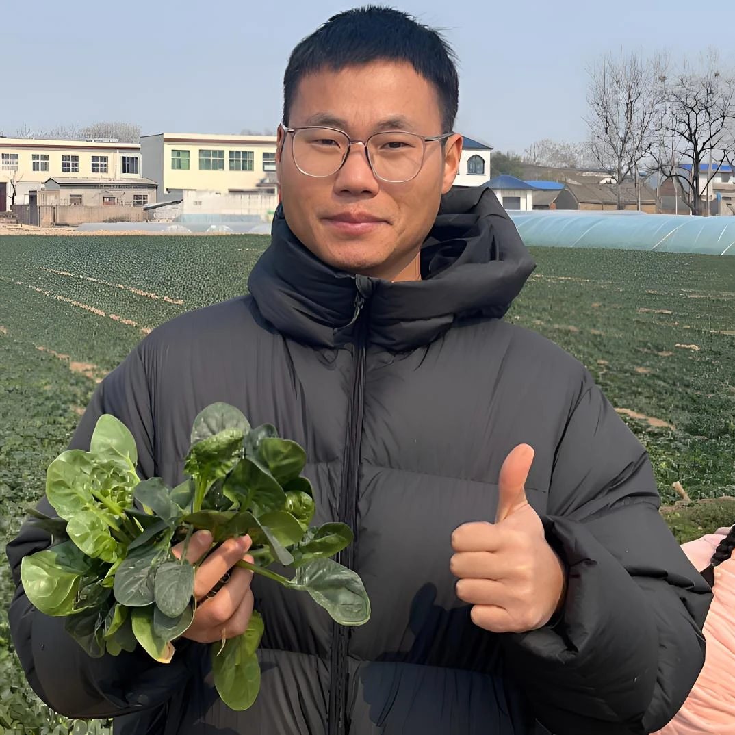 河南露天霜打矮杆儿趴地小菠菜新鲜现挖现发包邮3斤5斤