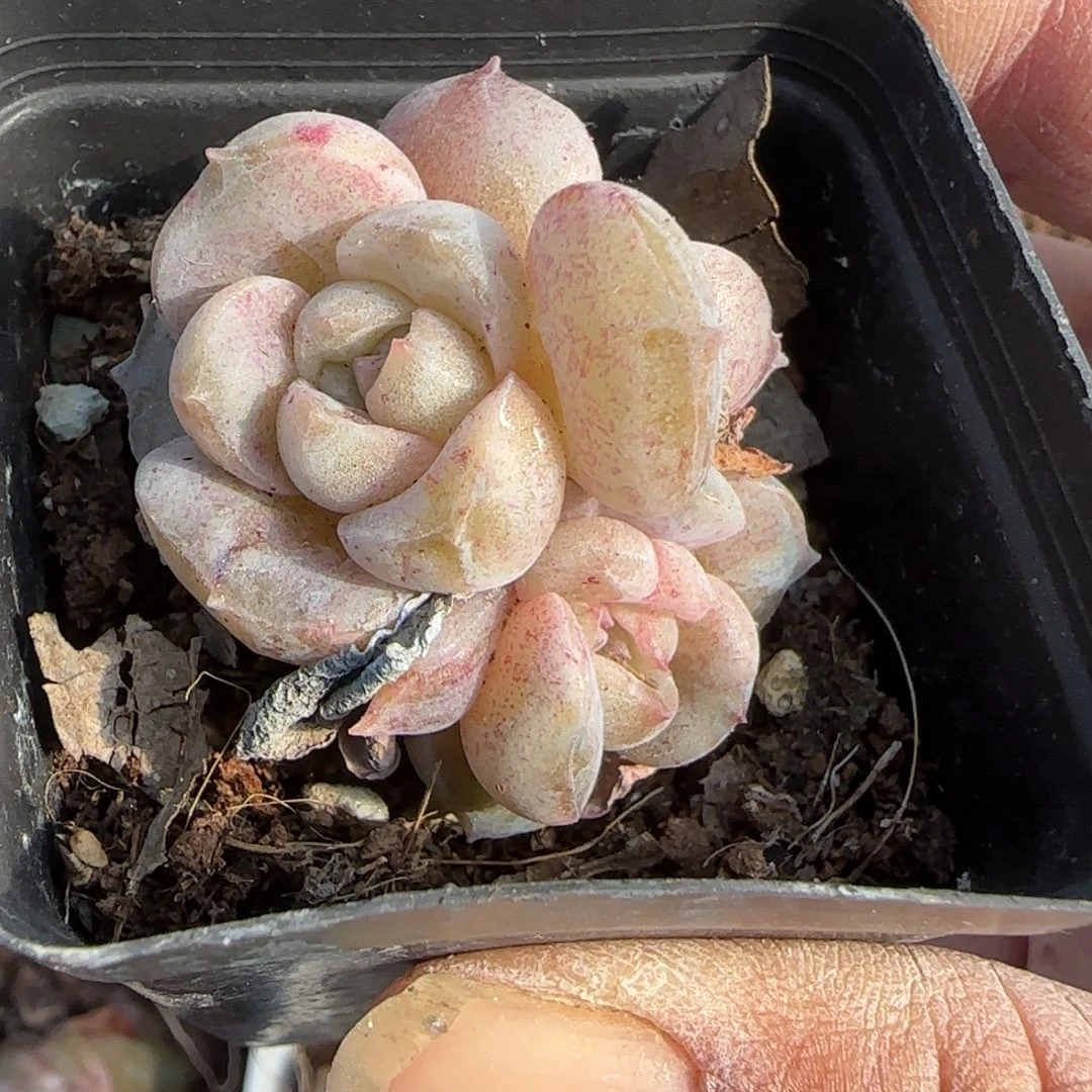 小卡拉米糖心一物一拍