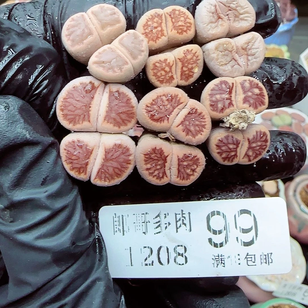 生石花满18包邮1208-99