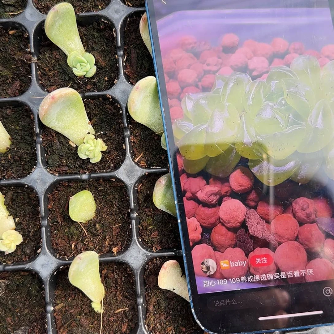 109 芝麻穴一个满25包邮