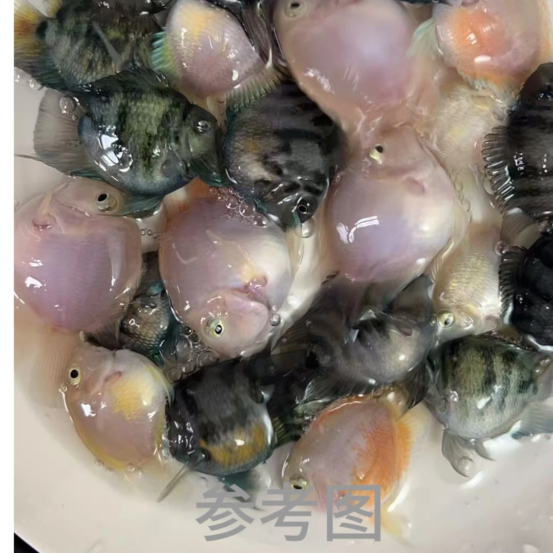 迷你鹦鹉鱼种鱼 摩卡 胭脂粉 宝蓝 小型好养观赏鱼热带鱼