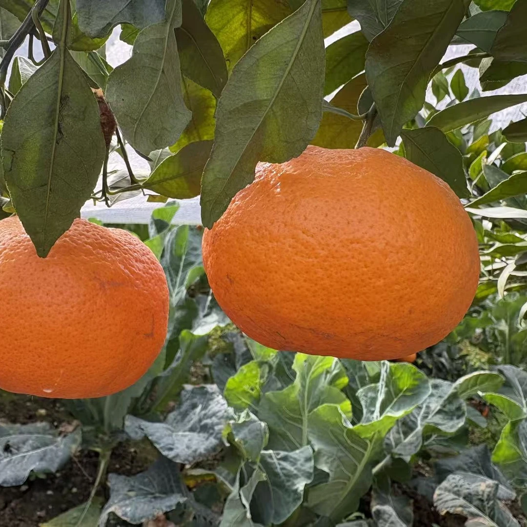 水果皇后甘平鲜甜多汁果园现摘现发独立套袋包装