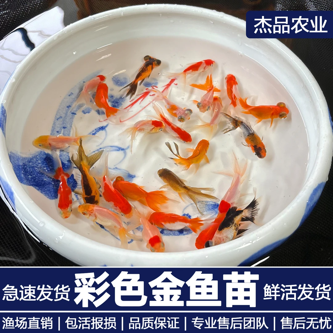 好养好活的红草金鱼冷水观赏鱼适合新手饲养耐活好养自来水可养