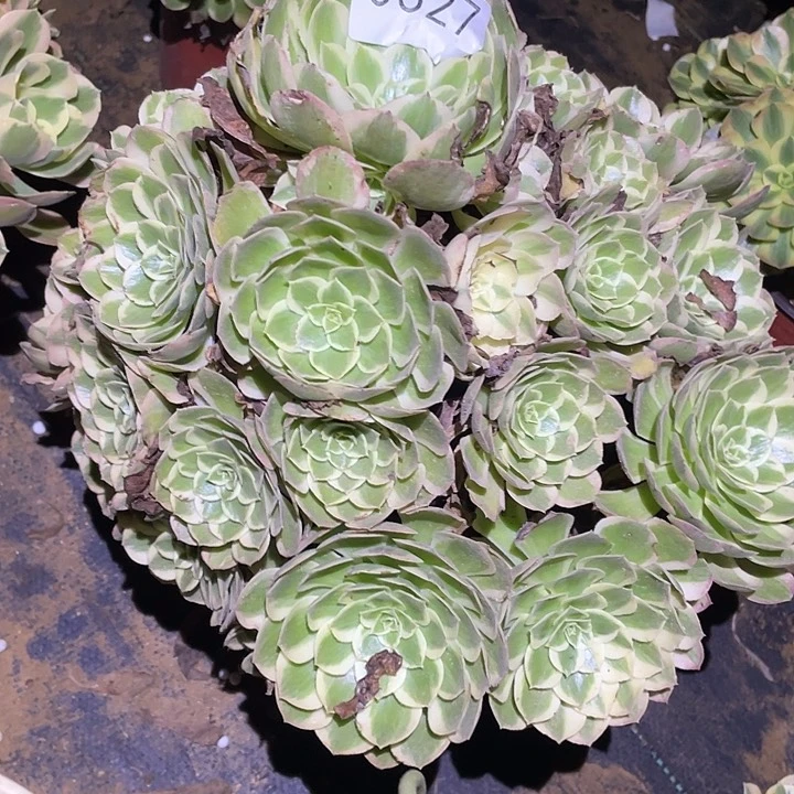 默*多肉植物法师327孔雀翎