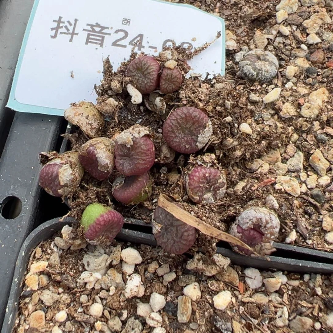 24-08量拍送奶工杂一颗