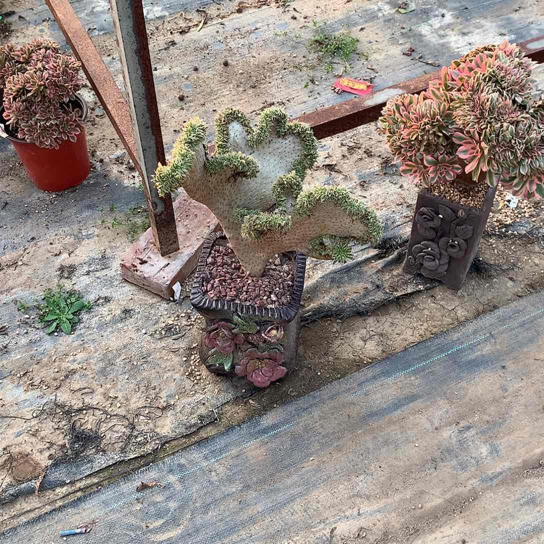 用****70727夕颜缀化缀化