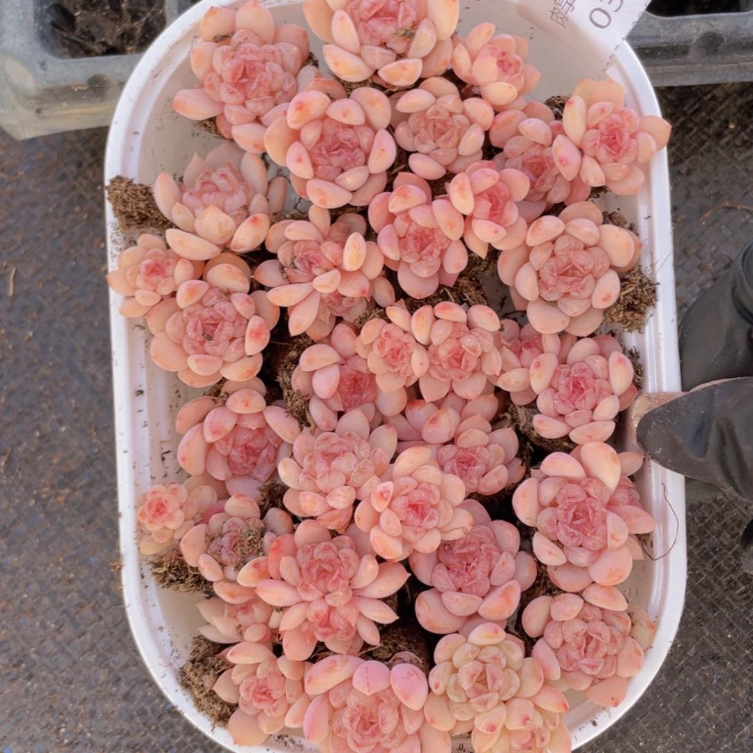 我们的生活方式是什么036