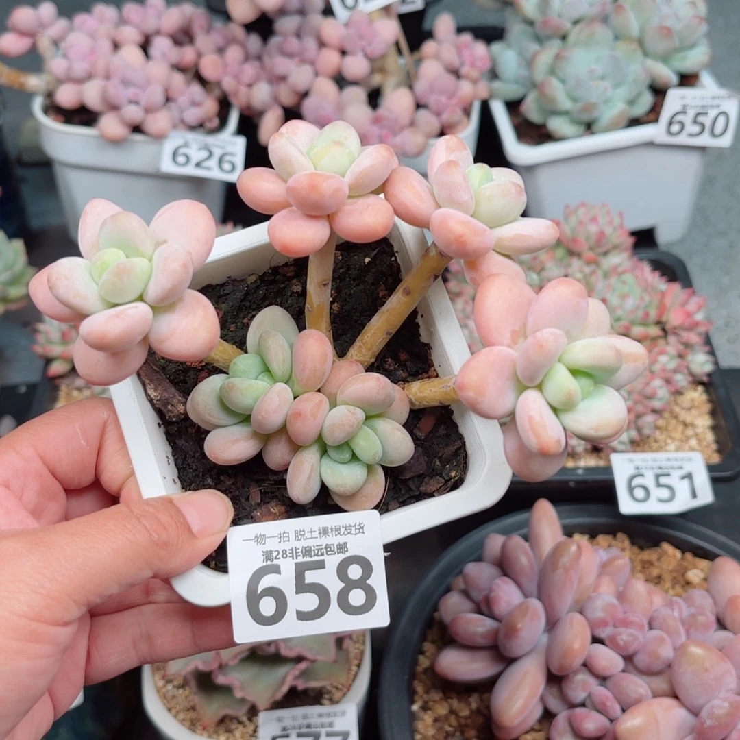 珍妮手指老桩多肉多肉